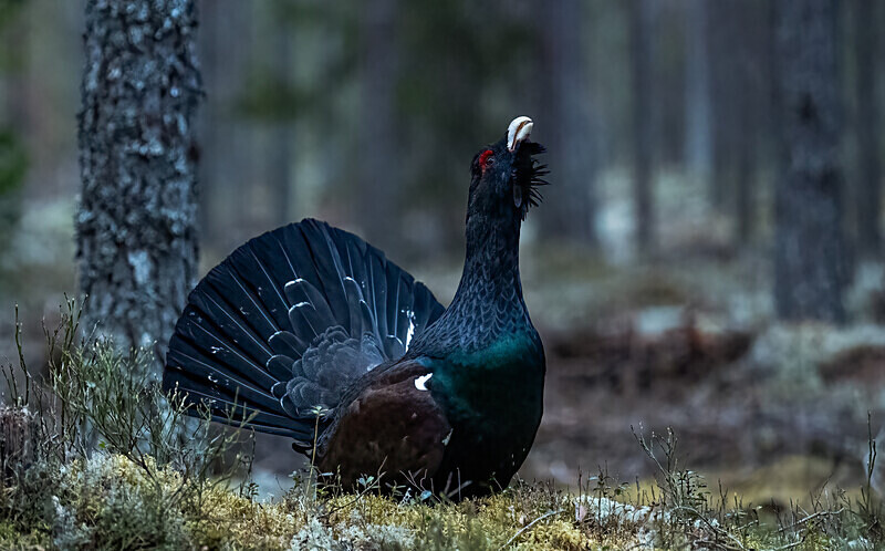  - Photographs of the Month