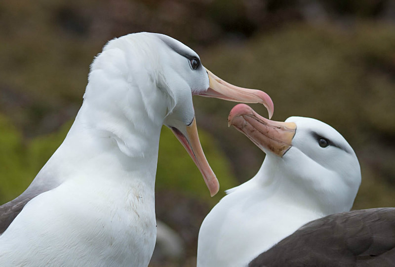  - South Georgia and the Falklands