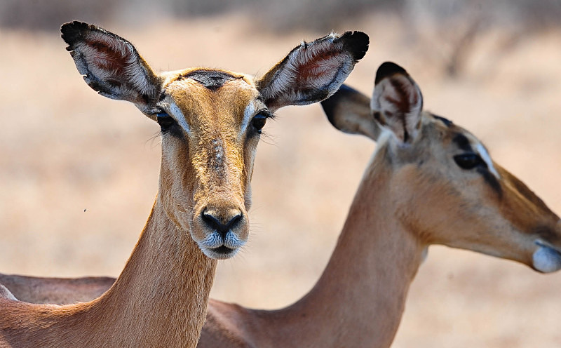  - South Africa
