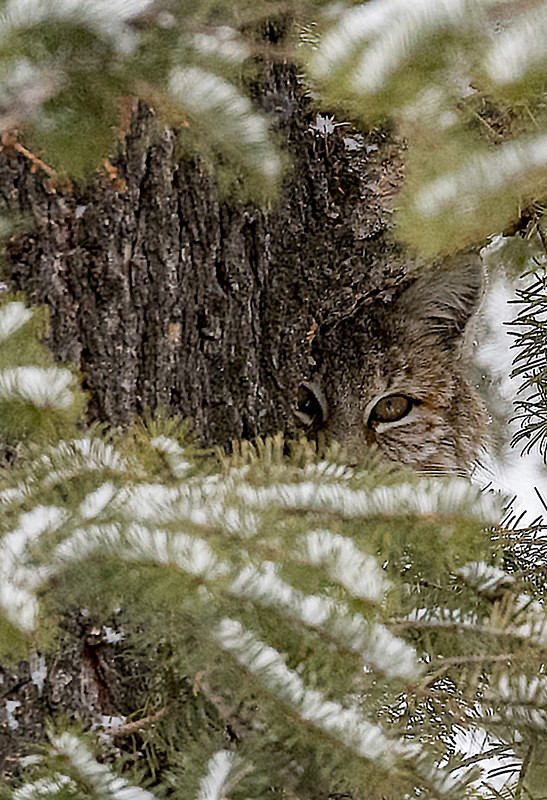  - Yellowstone