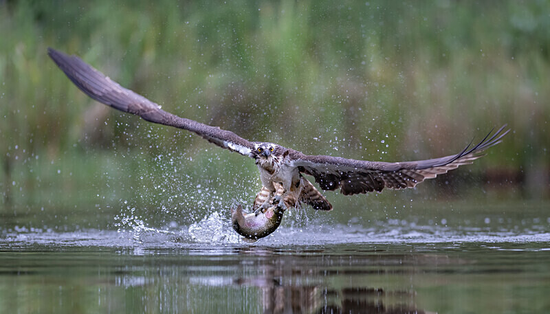  - UK Wildlife