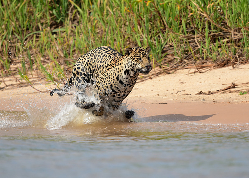  - Pantanal