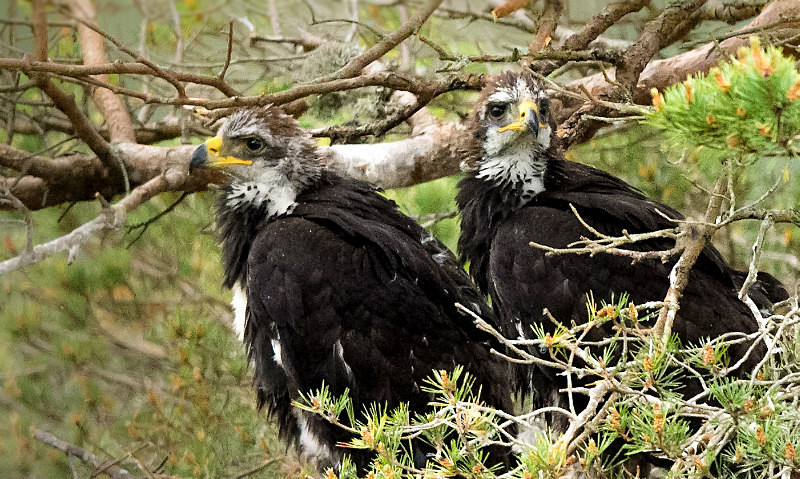  - UK Wildlife