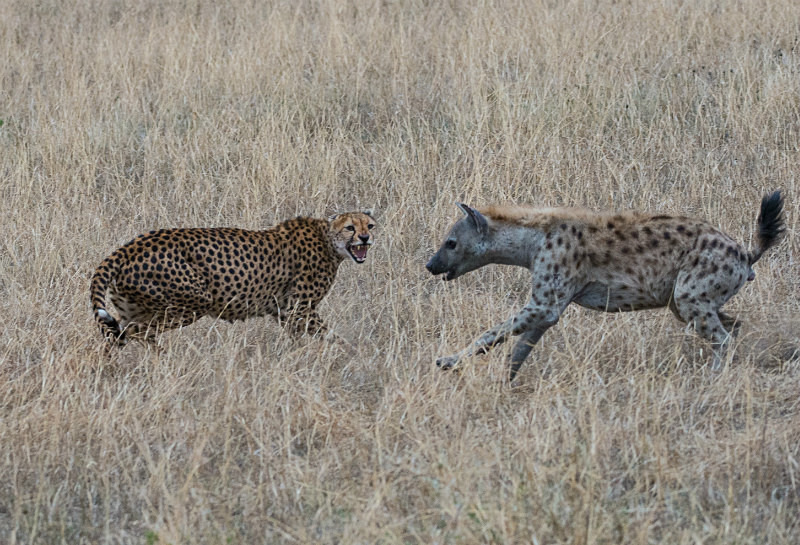  - Tanzanian