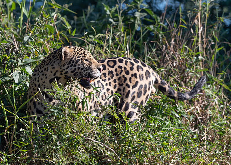  - Pantanal