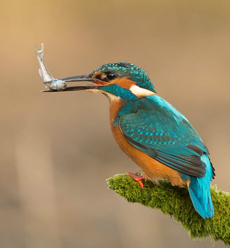  - UK Wildlife