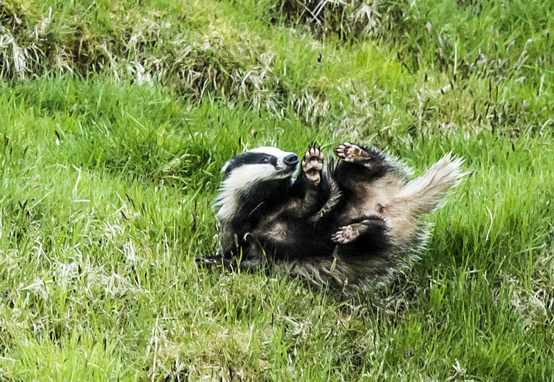  - UK Wildlife