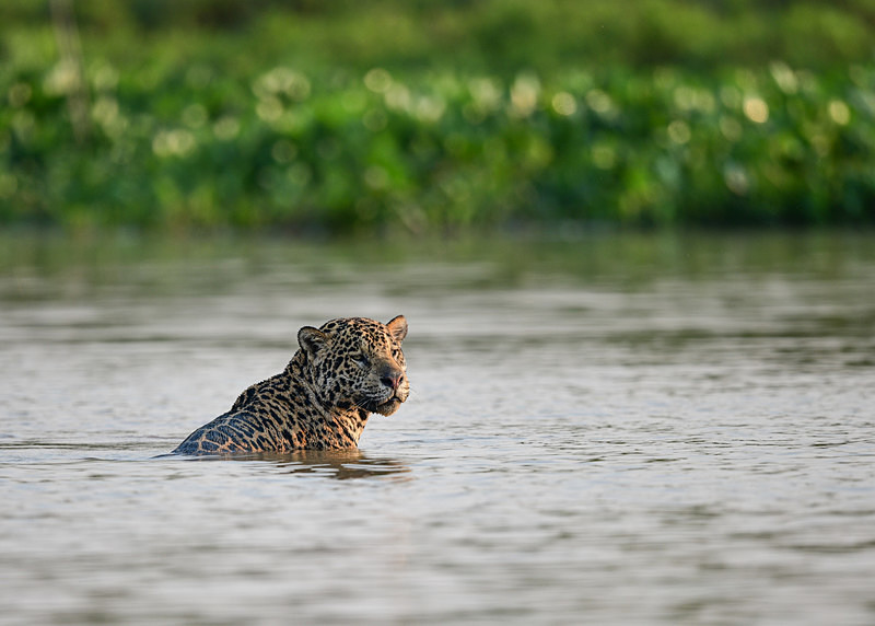  - Pantanal
