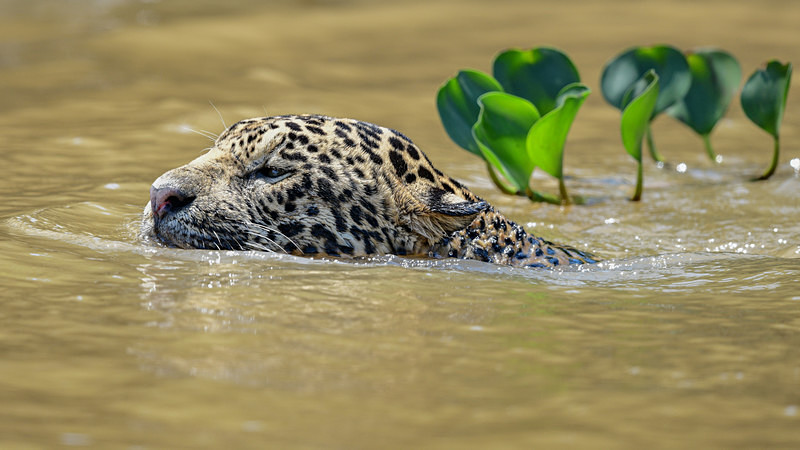  - Pantanal