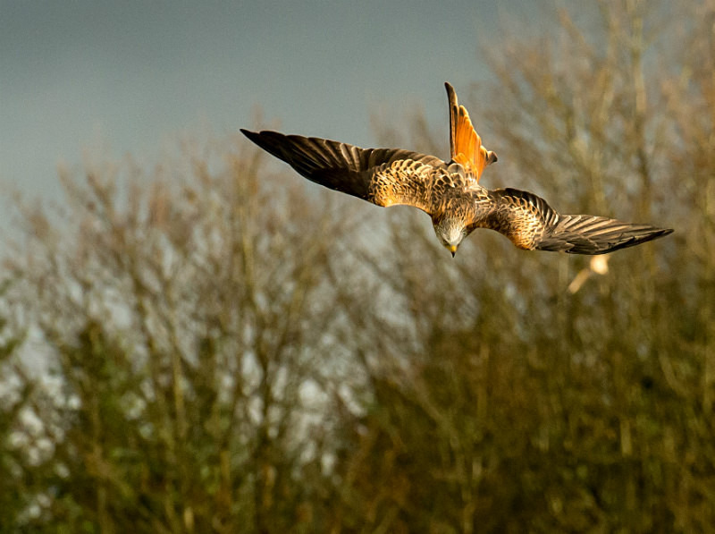  - UK Wildlife