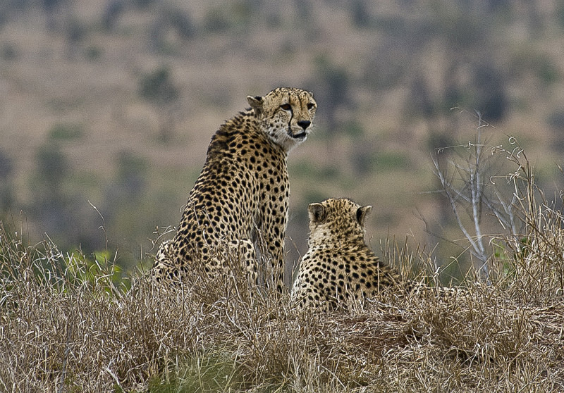  - South Africa