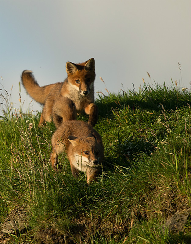 - UK Wildlife