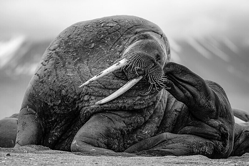  - Monochrome Selection