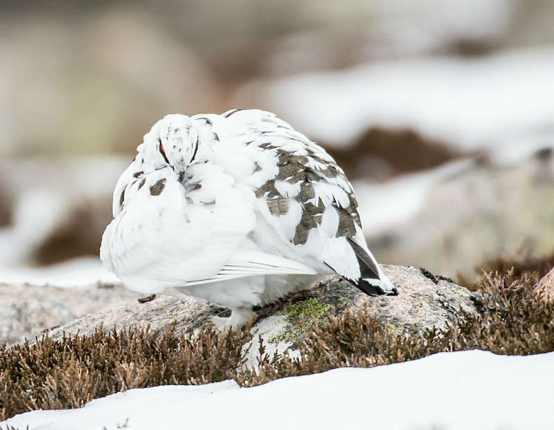  - UK Wildlife