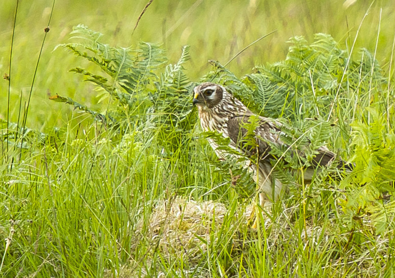  - UK Wildlife