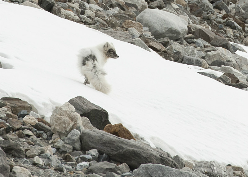  - Arctic