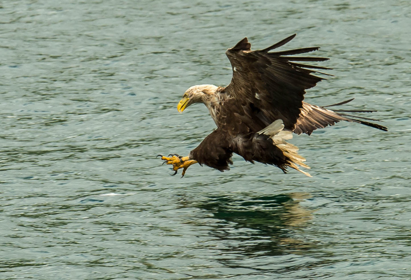  - UK Wildlife
