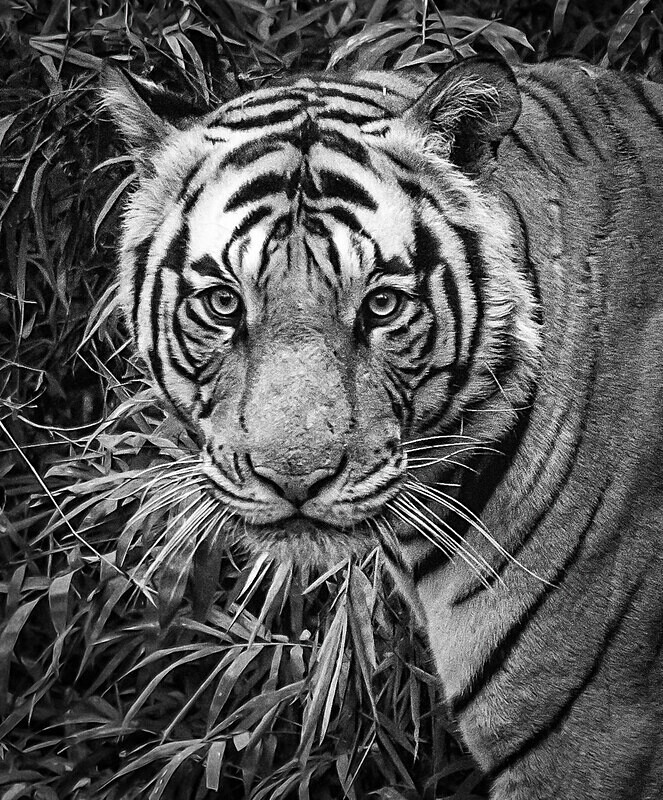  - Monochrome Selection