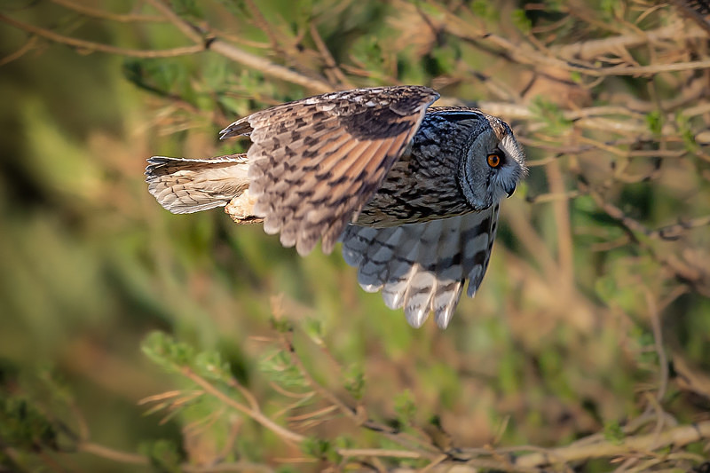  - UK Wildlife
