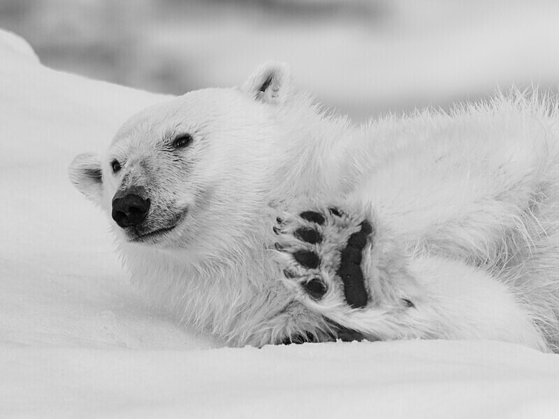  - Monochrome Selection