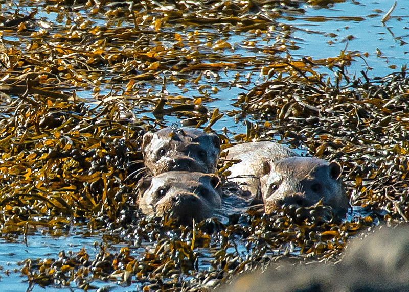  - UK Wildlife
