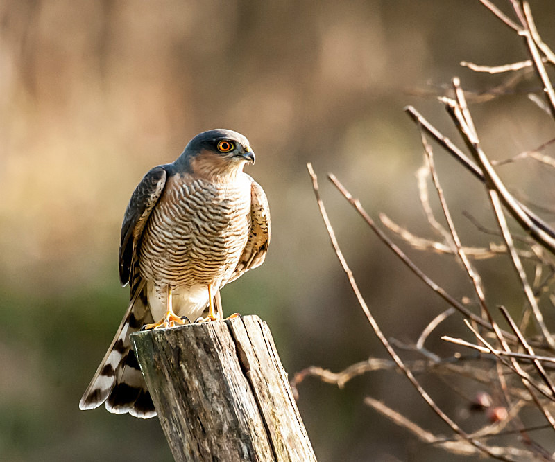  - UK Wildlife