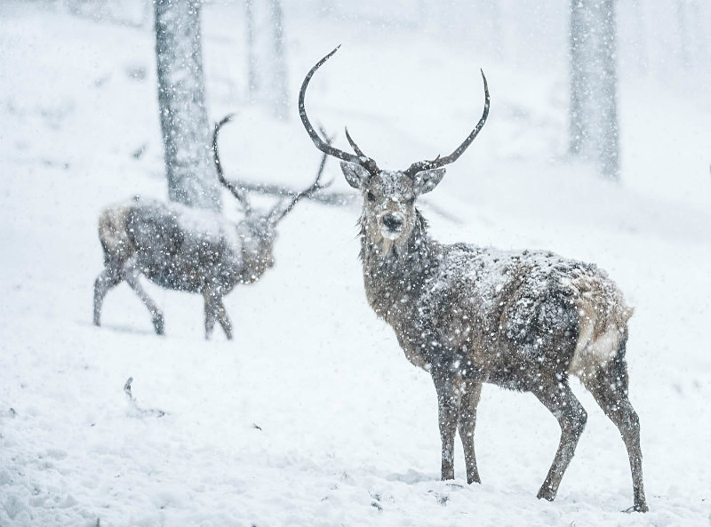  - UK Wildlife