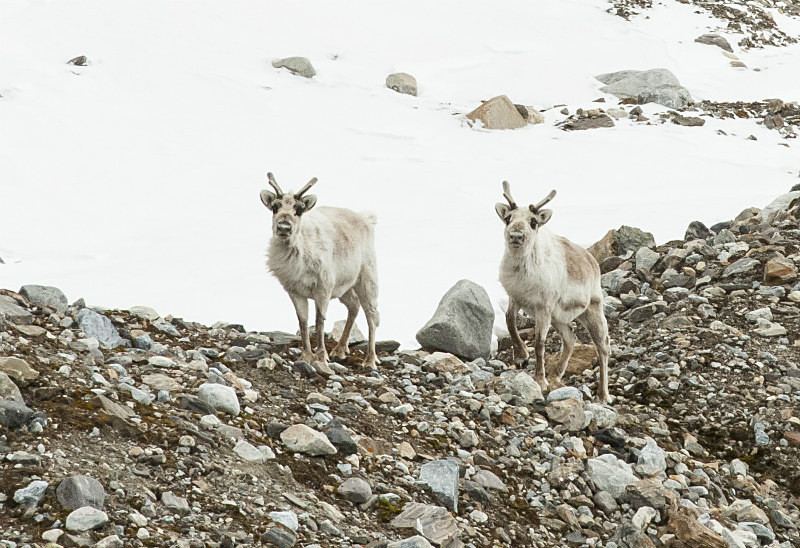  - Arctic