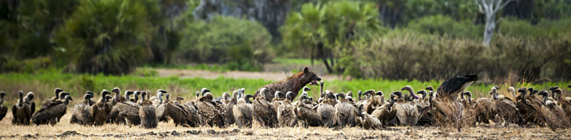 Vultures and a hyena - Tanzanian