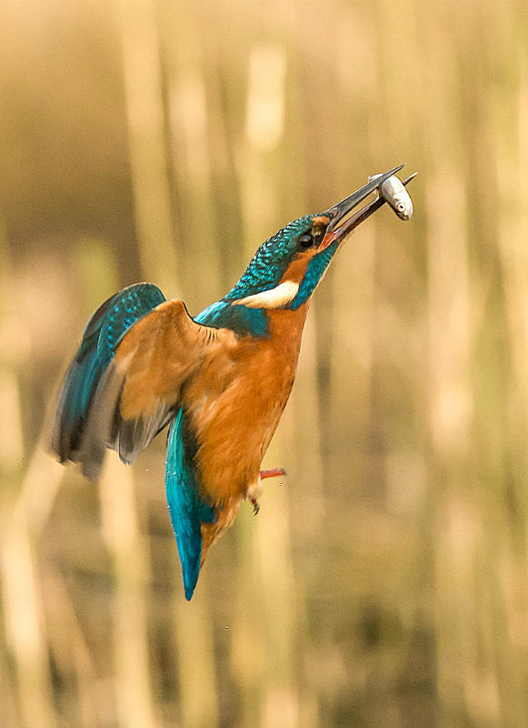  - UK Wildlife