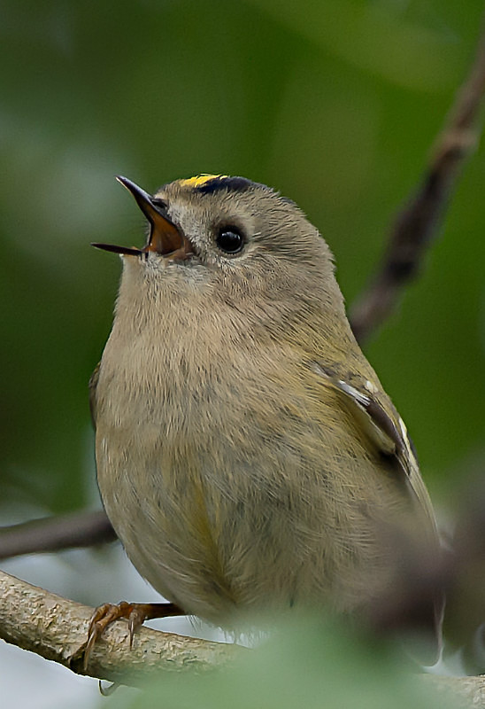 - UK Wildlife