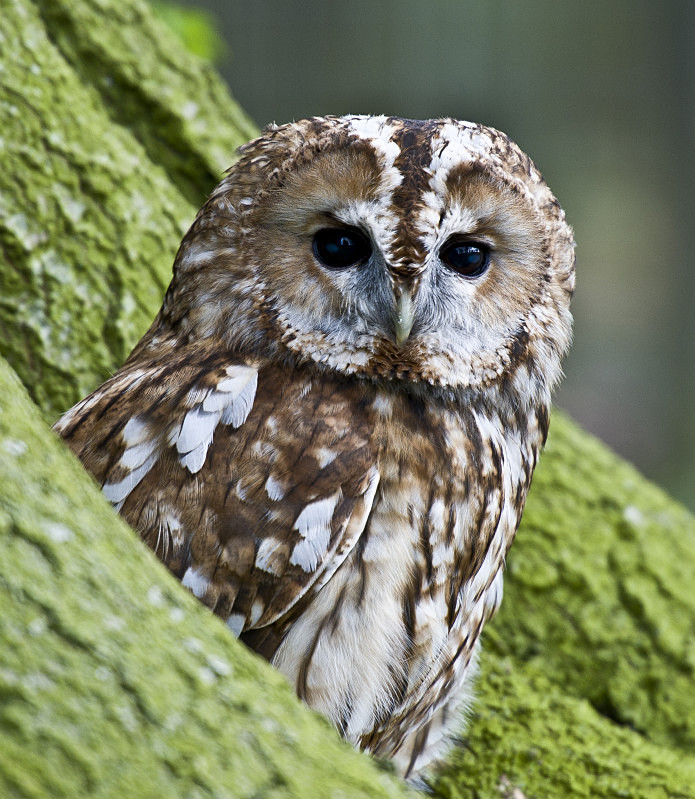  - UK Wildlife