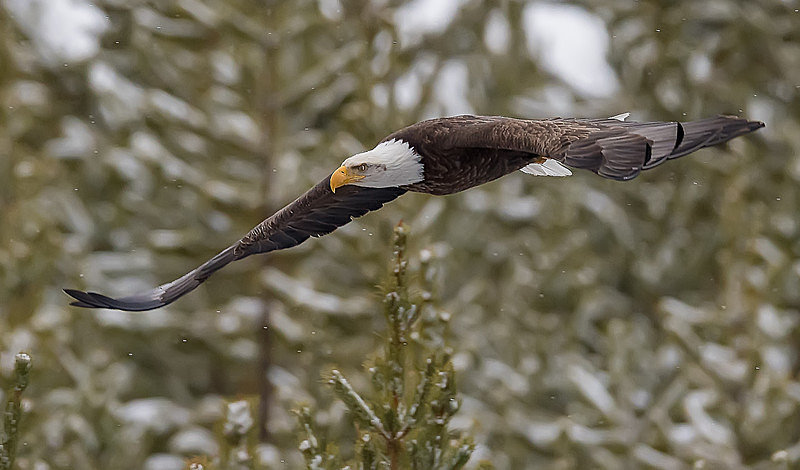  - Yellowstone