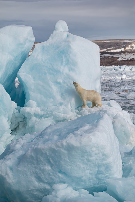  - Arctic