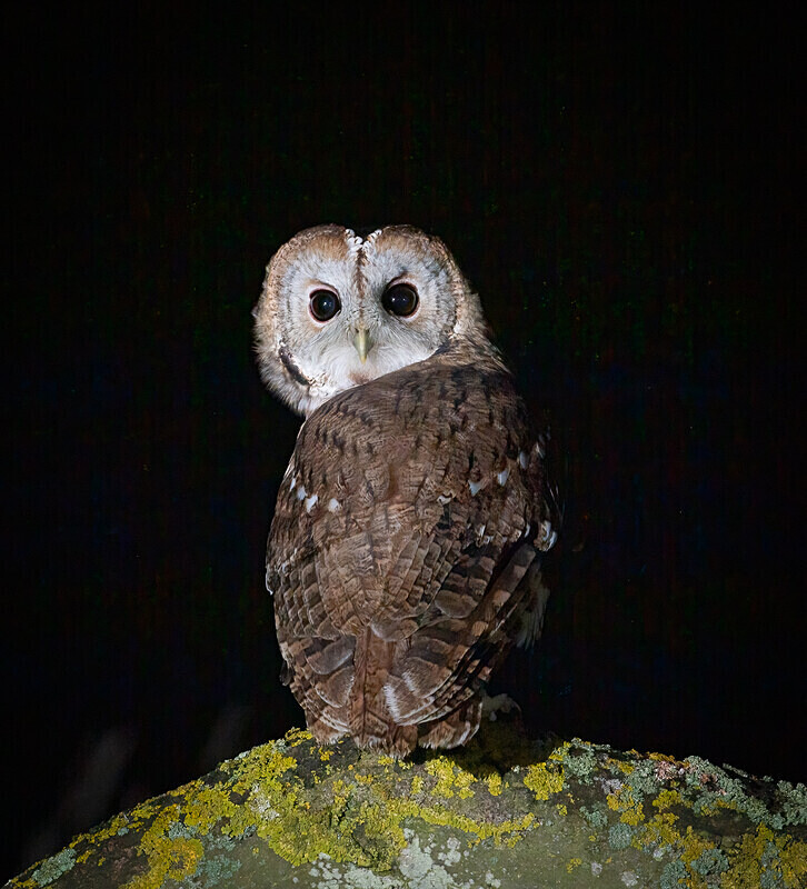  - UK Wildlife