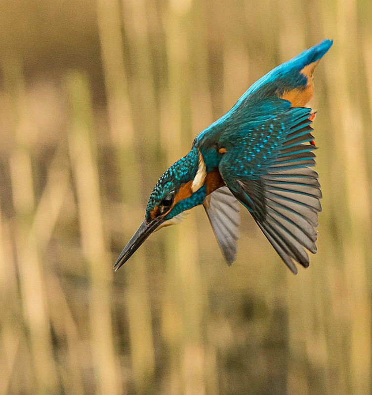  - UK Wildlife