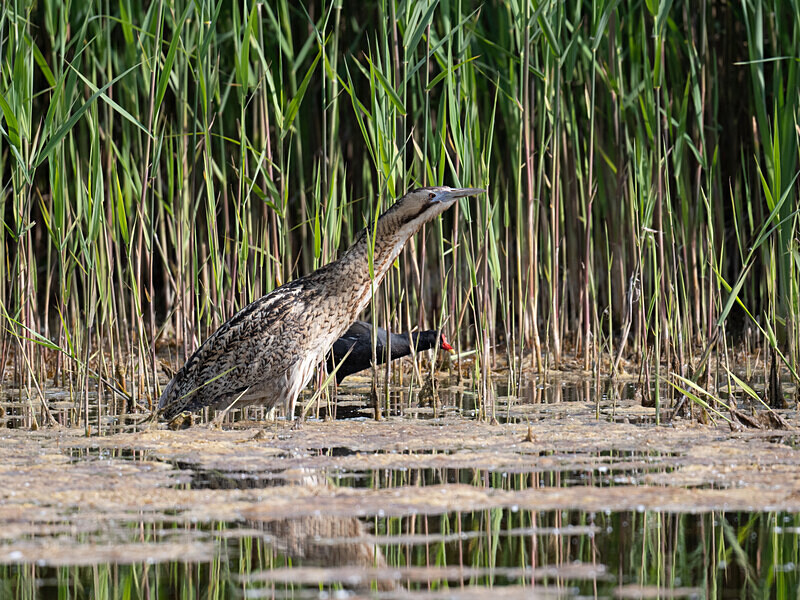  - UK Wildlife