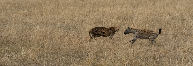  - Tanzanian