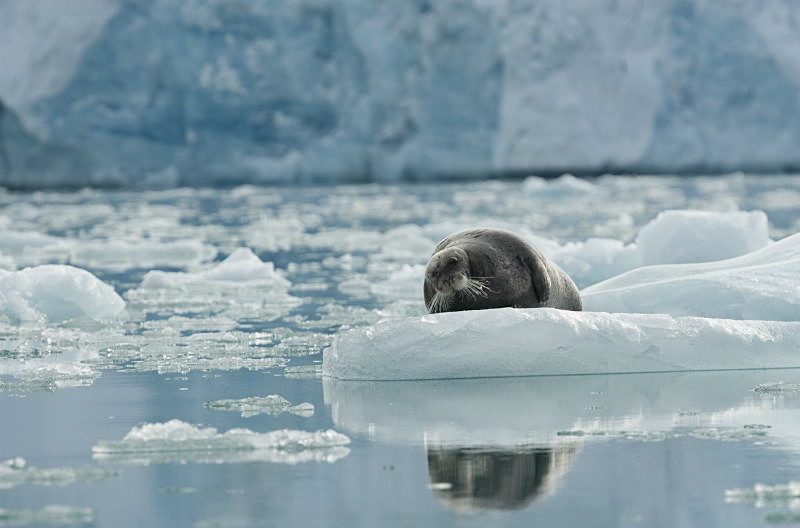  - Arctic