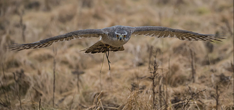  - UK Wildlife