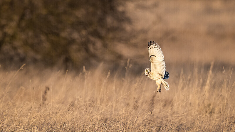  - UK Wildlife