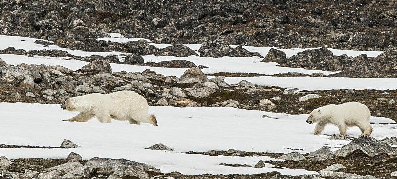  - Arctic