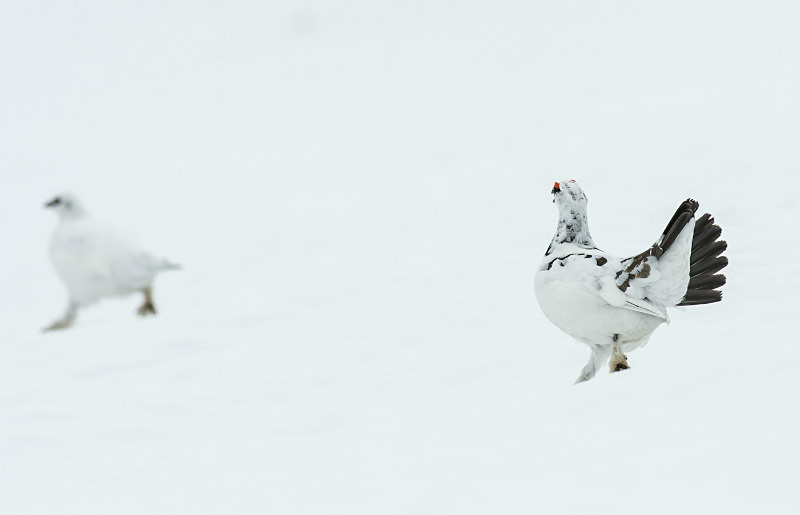  - UK Wildlife