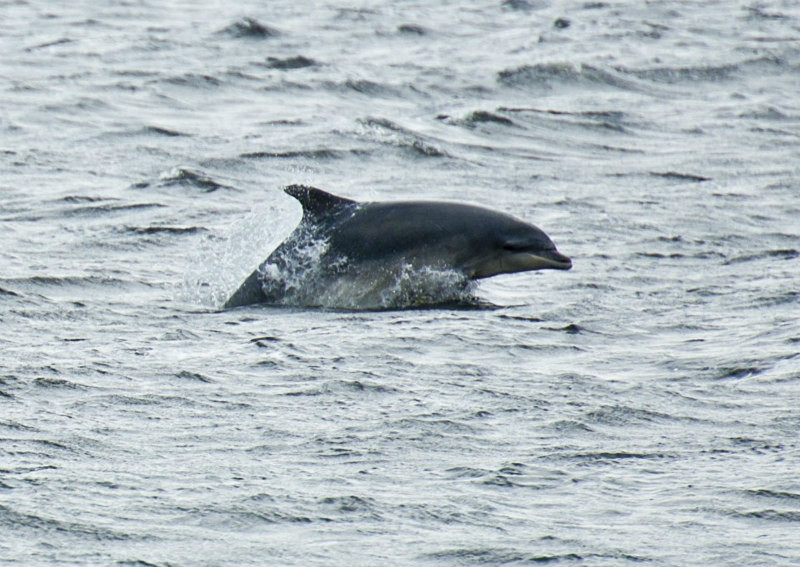  - UK Wildlife