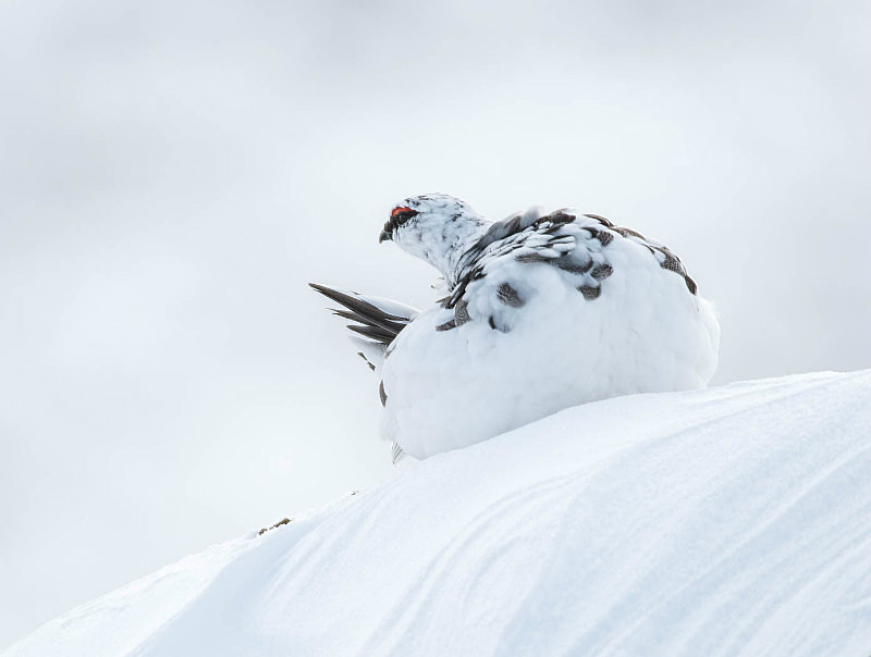  - UK Wildlife