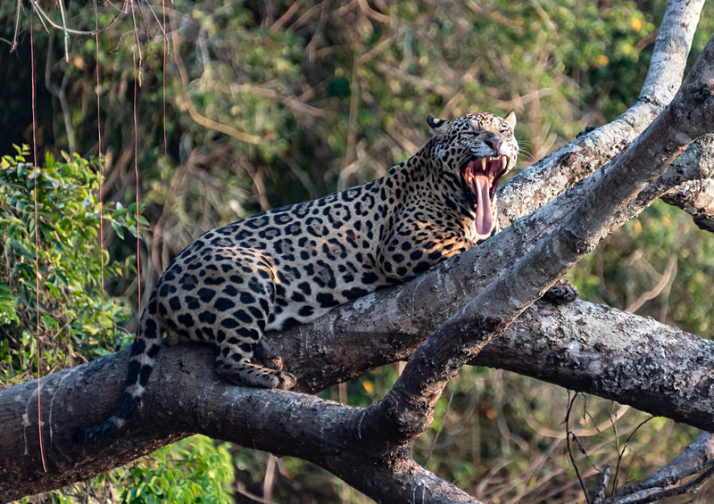  - Pantanal