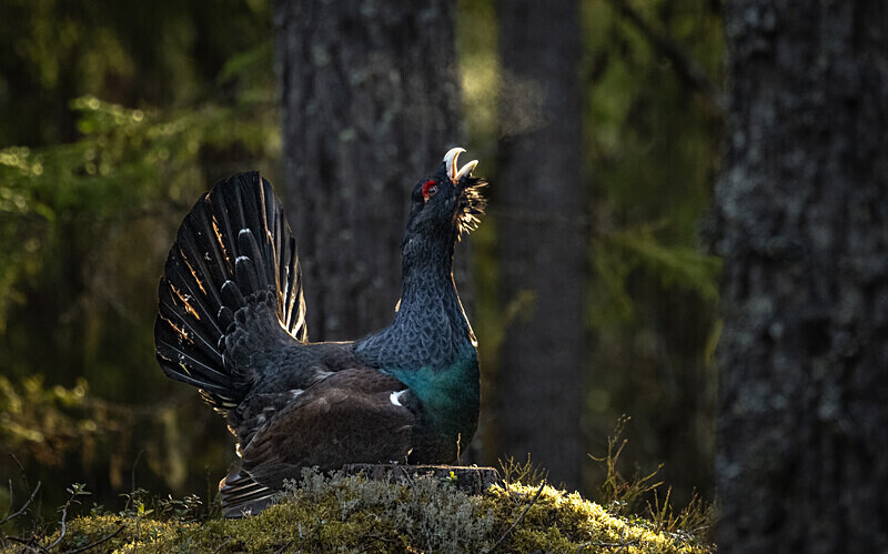  - Photographs of the Month