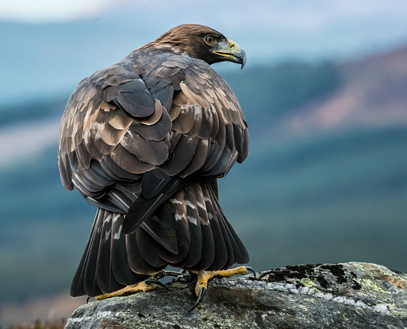  - UK Wildlife