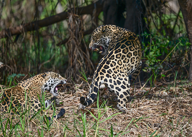  - Pantanal