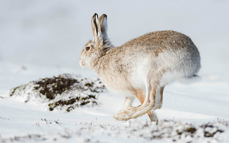  - UK Wildlife
